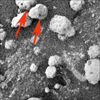 figure 1 for PIA06779