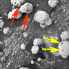 figure 2 for PIA06779
