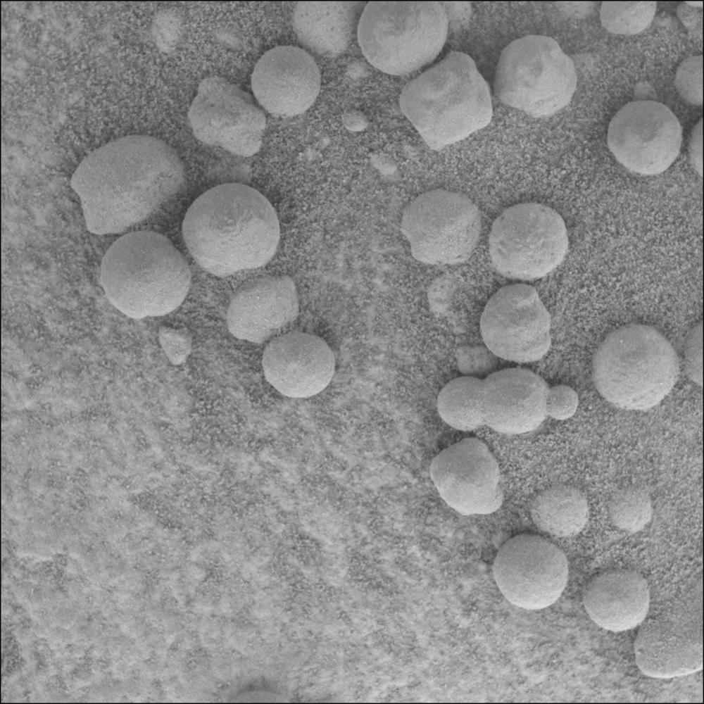 Another image of the hematite concretions that so resemble river pebbles on Mars. This one hasn't had color added to it. Keep in mind this is all microscopic. They look like a scattering of fat round pebbles on sand. Three of them are linked in a row, looking like a large soap bubble that's captured two smaller ones. Image courtesy NASA/JPL.