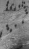 NASA's Mars Global Surveyor shows dark teardrop-shaped sand dunes in eastern Copernicus Crater on Mars.