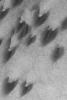 NASA's Mars Global Surveyor shows dark-toned barchan sand dunes in Arkhangelsky Crater on Mars. Hundreds of narrow, dark streaks crisscross the dunes and the interdune terrain most likely formed by passing dust devils.