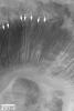 NASA's Mars Global Surveyor shows alcoves at the heads of narrow, dry landslide scars are evident in a crater wall in Xanthe Terra on Mars.