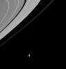 Mimas is caught in the spotlight beneath Saturn's rings in this amazing view from NASA's Cassini spacecraft.