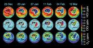 These data maps from the Microwave Limb Sounder on NASA's Aura spacecraft depict levels of hydrogen chloride, chlorine monoxide, and ozone at an altitude of approximately 19 km (490,000 ft) on selected days during the 2004-05 Arctic winter.