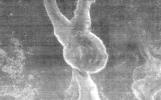This image is part of THEMIS art month, taken by NASA's Mars Odyssey featuring a portion of Mars' landscape bearing a striking resemblance to a bunny.