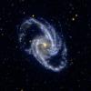 This ultraviolet image from NASA's Galaxy Evolution Explorer shows barred spiral galaxy NGC 1365, which is a member of the Fornax Cluster of Galaxies.