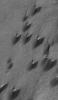 NASA's Mars Global Surveyor shows dark sand dunes in Arkhangelsky Crater on Mars. The steepest slopes on these dunes, their slip faces, point toward the northeast (upper right), indicating formative winds from the southwest.