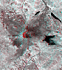 NASA's Terra spacecraft captured this anaglyph image of Mt. St. Helens volcano in the Cascade Range of southwestern Washington; it erupted on 18 May 1980. 3D glasses are necessary to view this image.