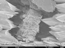 A scanning electron microscope captured this image of terresterial soil containing a phyllosilicate mineral from Koua Bocca, Ivory Coast, West Africa. This soil shares some similarities with Martian soil scooped by NASA's Phoenix Lander.