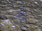 NASA's Cassini orbiter has revealed the possible presence of a ring of debris surrounding the ancient heavily cratered surface of Rhea, Saturn's second largest moon. The bluish material in this image is believed to be fresh ice.
