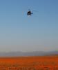 This image, taken April 9, 2010, shows a helicopter carrying an engineering test model of the landing radar for NASA's Mars Science Laboratory over a patch of desert with abundant California poppies.