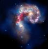 This image of two tangled galaxies has been released by NASA's Great Observatories. The Antennae galaxies are shown in this composite image from the Chandra X-ray Observatory, the Hubble Space Telescope, and the Spitzer Space Telescope.