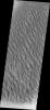 The floor of Proctor Crater is host to this sand sheet and its surface dune forms in this image captured by NASA's Mars Odyssey.