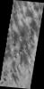 The dust devil tracks seen in this image from NASA's 2001 Mars Odyssey spacecraft are located in Argyre Planitia.