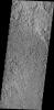 The unusual surface texture seen in the image from NASA's 2001 Mars Odyssey spacecraft reflects the resistance of the surface rocks to erosion by the wind. This image shows part of the northern end of Gordii Dorsum.