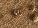 Smaller than a penny, the flower-like rock artifact on the left was imaged by NASA's Curiosity Mars rover using its Mars Hand Lens Imager (MAHLI) camera on the end of its robotic arm.