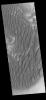 This image from NASA's Mars Odyssey shows many individual dunes located in Kaiser Crater.
